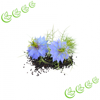 Schwarzkümmelöl kaltgepresst BIO 100 ml